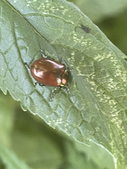Chrysolina polita