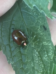 Chrysolina polita