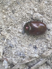 Chrysolina polita
