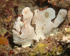 Antennarius maculatus