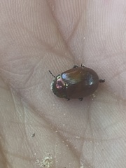Chrysolina polita