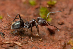 Iridomyrmex rufoniger