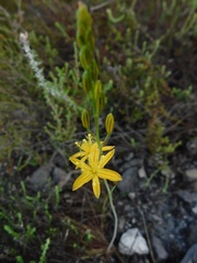 Bulbine favosa