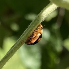 Harmonia axyridis