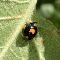 Harmonia axyridis