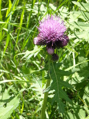 Cirsium alsophilum