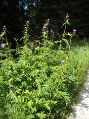 Cirsium alsophilum