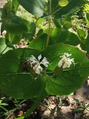 Guardiola rotundifolia