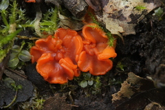 Pulvinula convexella