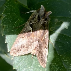 Autographa gamma