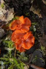 Pulvinula convexella