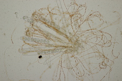 Pulvinula convexella