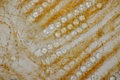 Pulvinula convexella