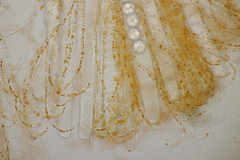 Pulvinula convexella