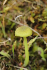 Entoloma incanum