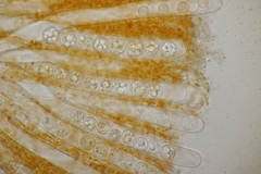 Pulvinula convexella