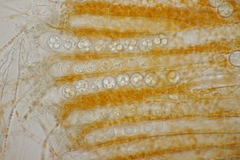 Pulvinula convexella