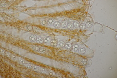 Pulvinula convexella