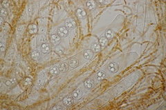 Pulvinula convexella