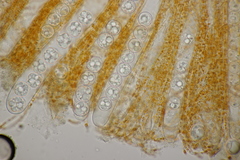 Pulvinula convexella