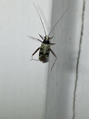 Phytocoris nigricollis