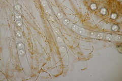 Pulvinula convexella