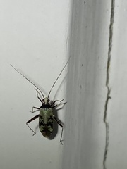 Phytocoris nigricollis