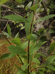 Lonicera involucrata involucrata