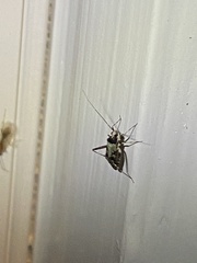 Phytocoris nigricollis