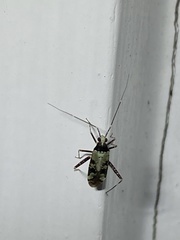 Phytocoris nigricollis