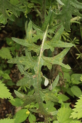 Puccinia cnici