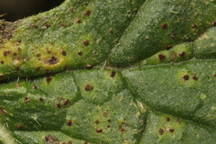 Puccinia cnici