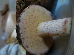 Suillus bellinii