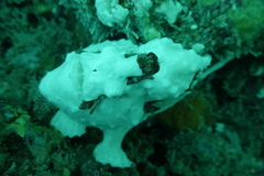 Antennarius maculatus