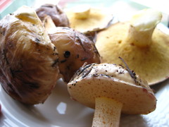Suillus bellinii