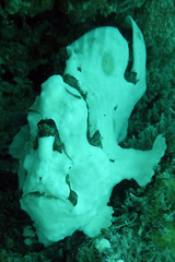 Antennarius maculatus