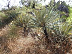 Cycas calcicola