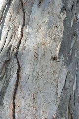 Phascolarctos cinereus