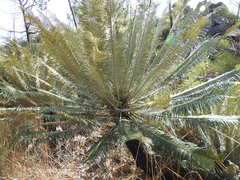 Cycas calcicola