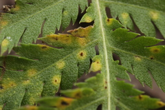 Puccinia tanaceti