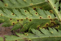 Puccinia tanaceti