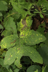 Puccinia calcitrapae