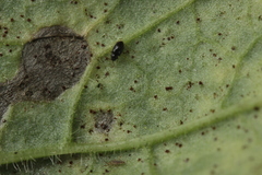 Puccinia calcitrapae