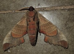 Marumba dyras