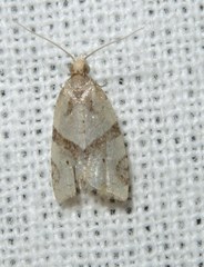 Neocalyptis liratana