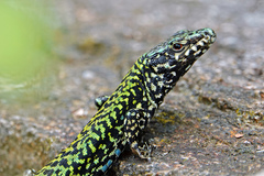 Podarcis muralis
