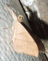 Oxyodes scrobiculata