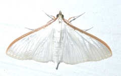 Palpita warrenalis