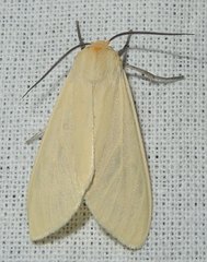 Pareuchaetes pseudoinsulata