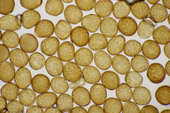 Puccinia calcitrapae